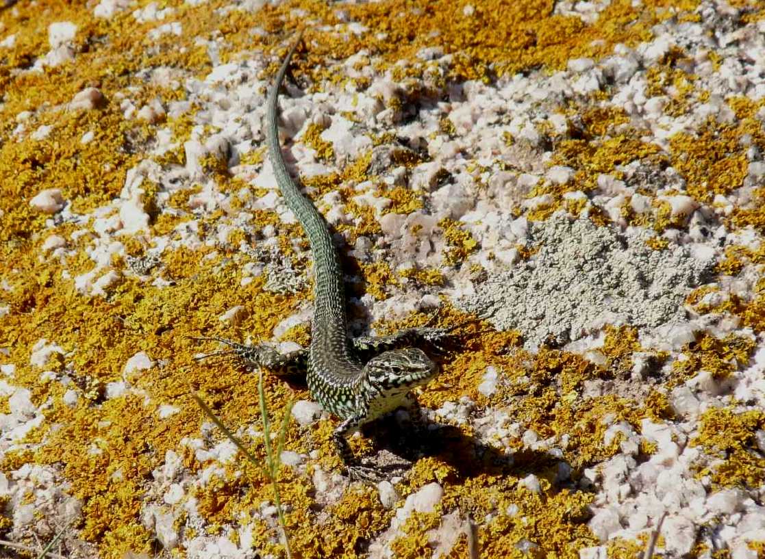 Lucertole a Capo Testa (Podarcis tiliguerta)